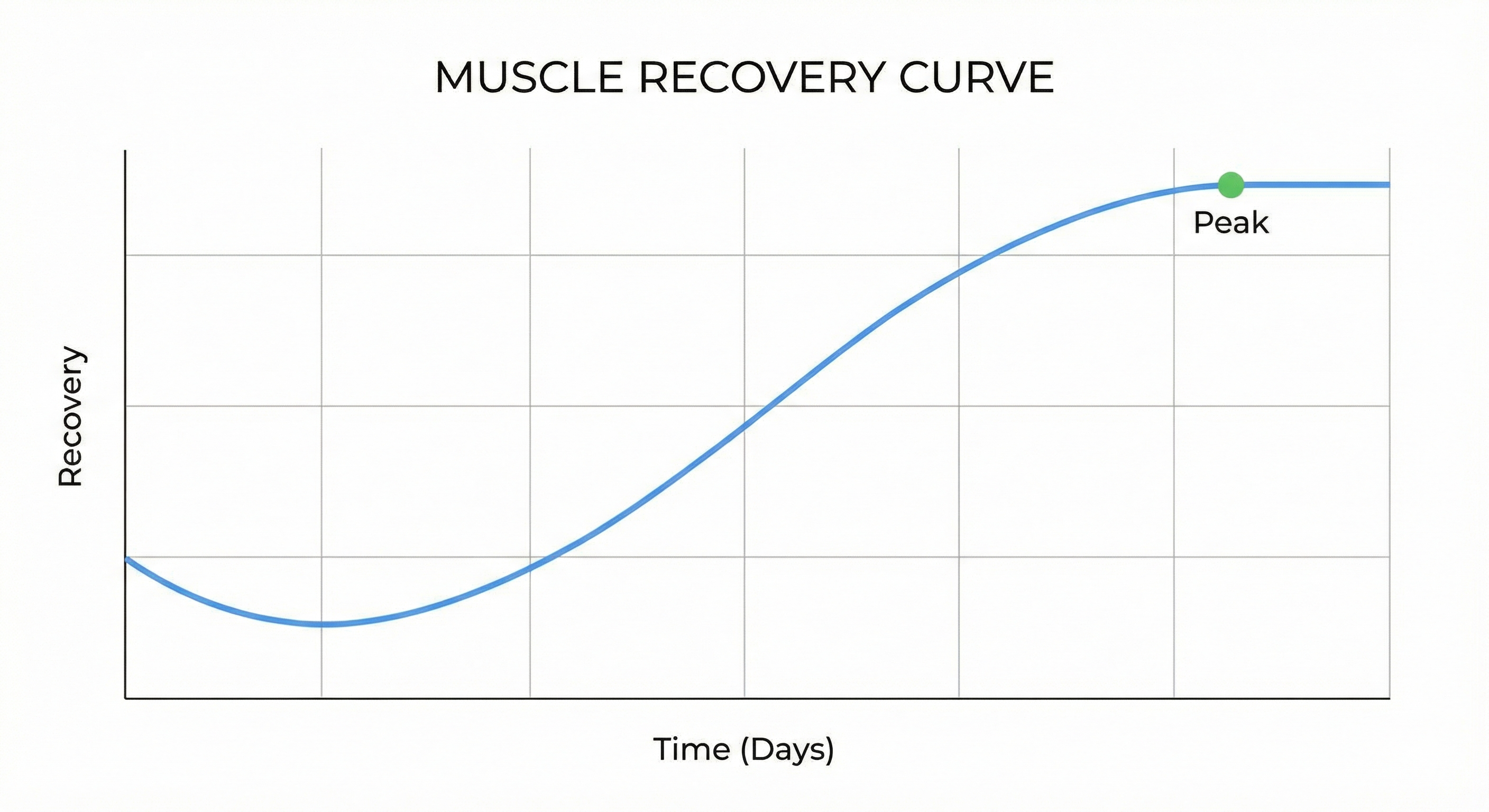 Waarom spiergroei gebeurt tijdens herstel (niet tijdens training)
